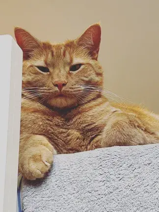 Pumpkin Cat