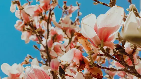 nature image